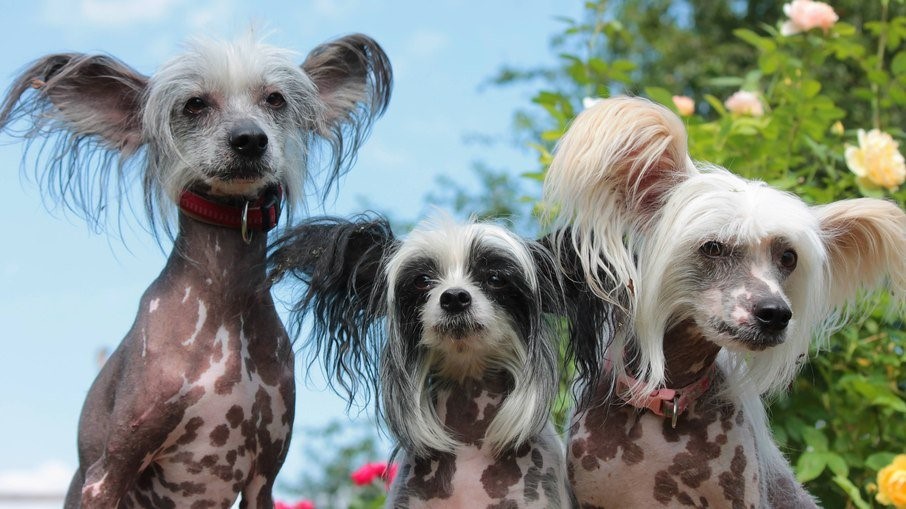 Guia de Raças: Cão de Crista Chinês, um pet de beleza exótica