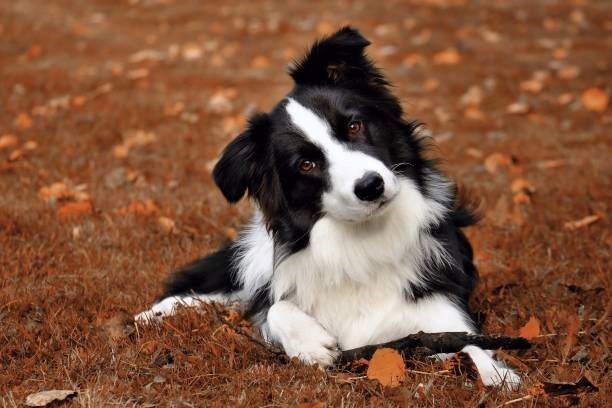 10 Raças De Cachorros Mais Inteligentes Do Mundo | Rota News