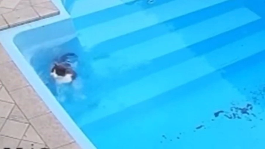 Gato cai na piscina, se assusta e depois descobre que sabe nadar