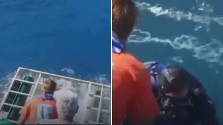 Tubarão branco invade gaiola e deixa mergulhador em pânico